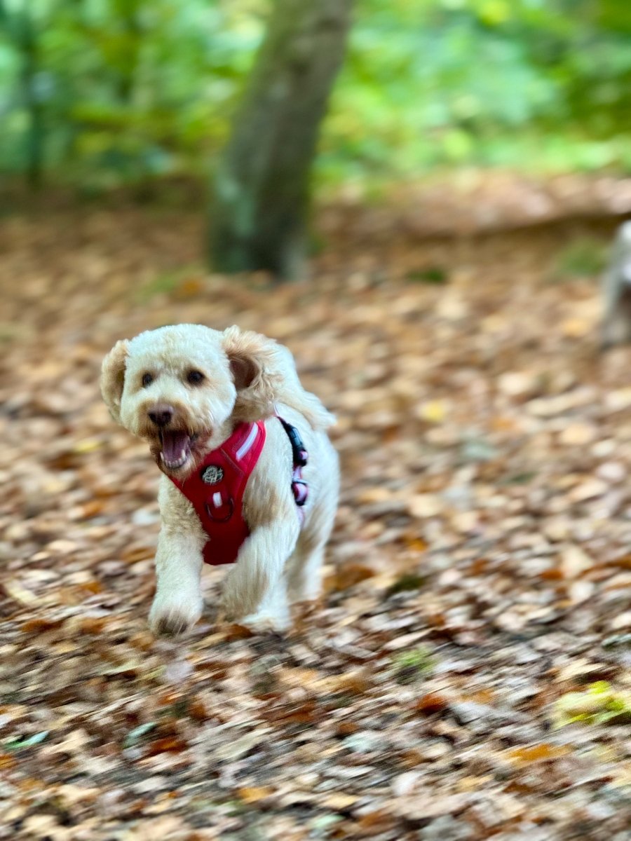 Dog Running Wearing Rugged Rover Dog Harness - Berry Red - Pupclub Couture