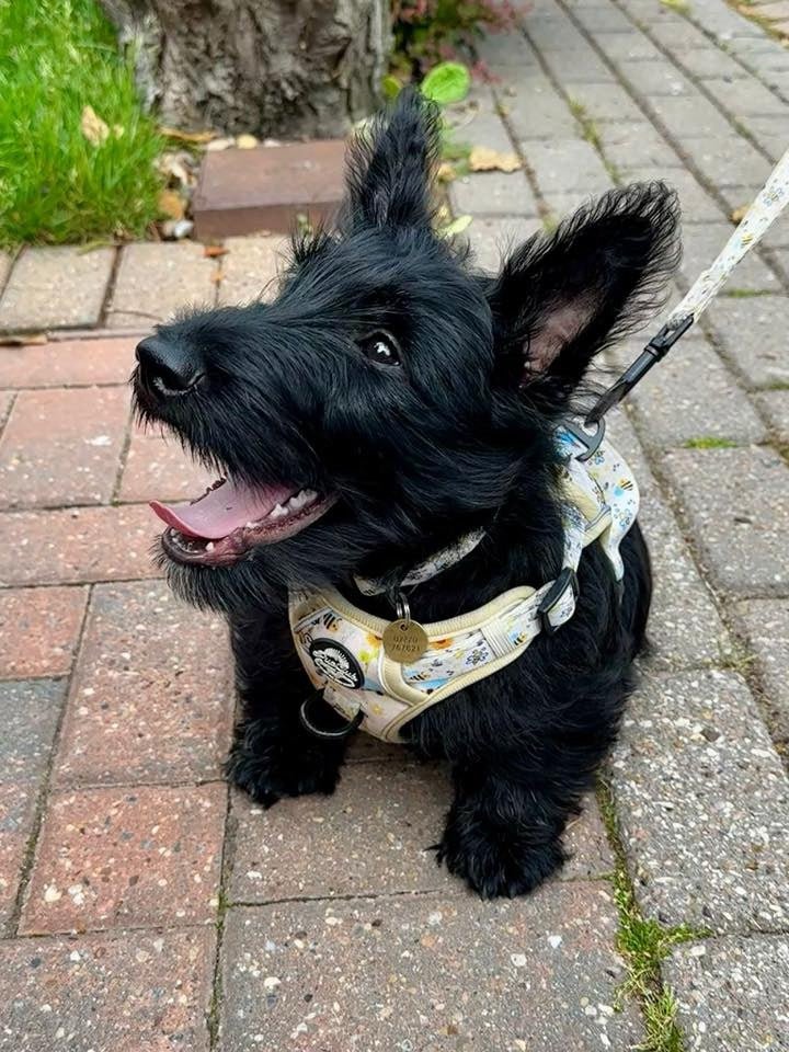 Dog wearing Rugged Rover Dog Harness - Bee-utiful Summer - Pupclub Couture