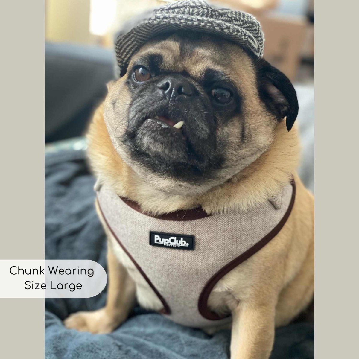 Pug wearing Pupclub couture tweed brown adjustable harness size Large