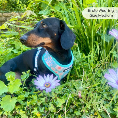 Adjustable dog harness pastel daisy dachshund - pupclub couture