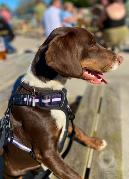 Dog wearing Rugged Rover No Pull Dog Harness - Midnight Black - Pupclub Couture