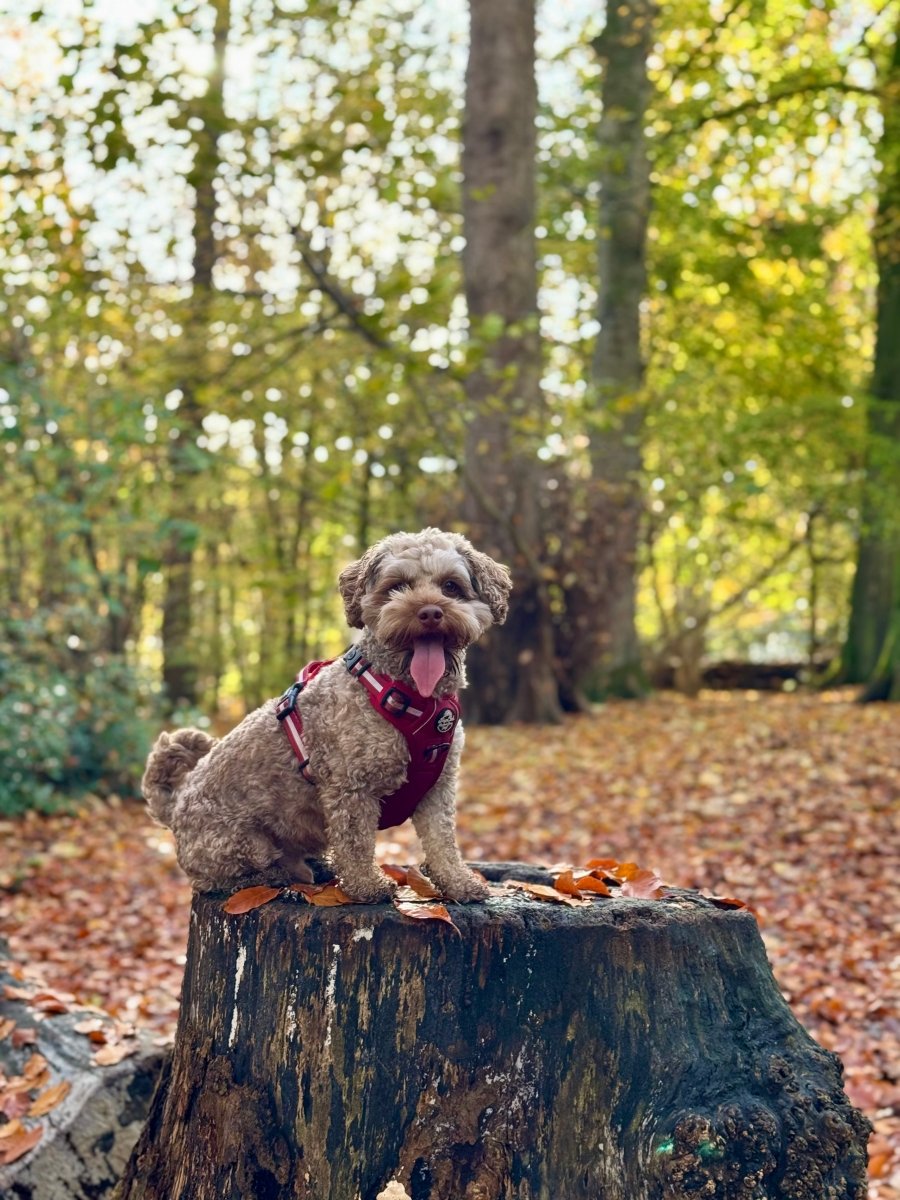 Dog Sitting on a Tree Stum Wearing Rugged Rover Dog Harness - Berry Red - Pupclub Couture