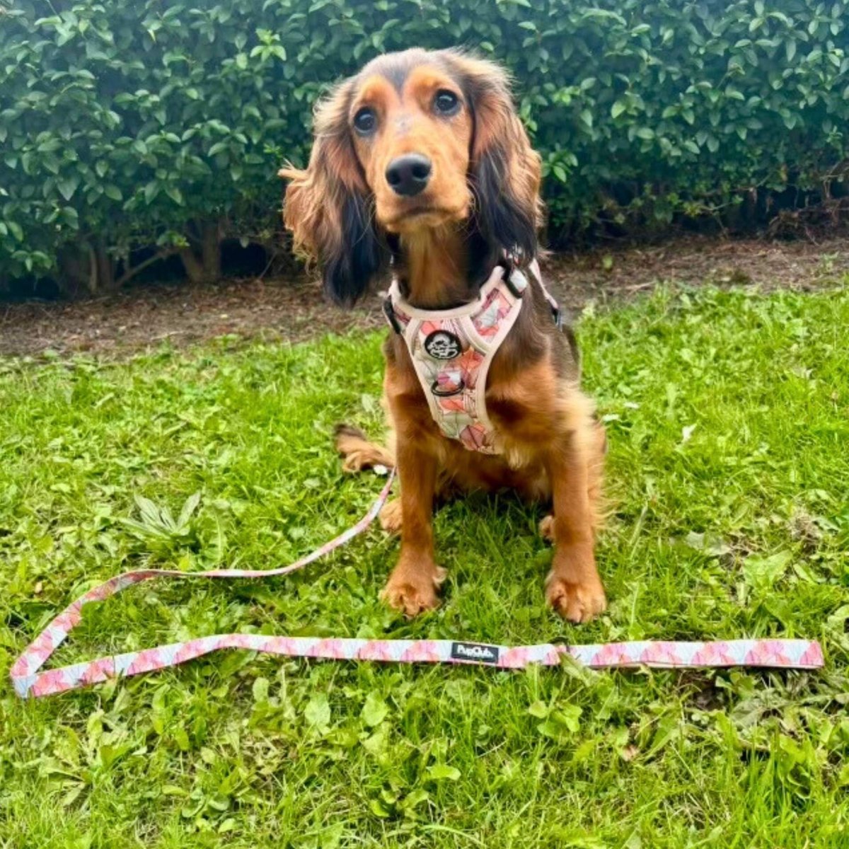 Rugged rover no pull dog harness - autumn breeze - PupClub Couture