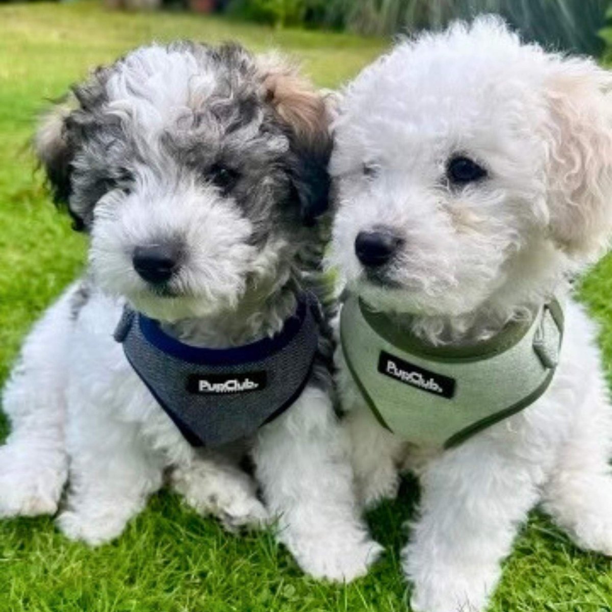 Adjustable dog harness - tweed blue - Pupclub Couture