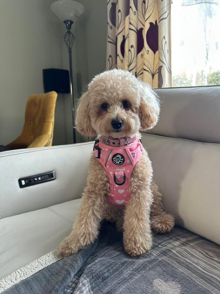 Poodle Wearing Rugged Rover Dog Harness - Peachy Hearts - Pupclub Couture