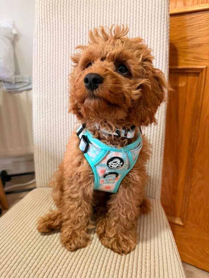 Puppy wearing rugged rover dog harness - Pastel Daisy - Pupclub couture