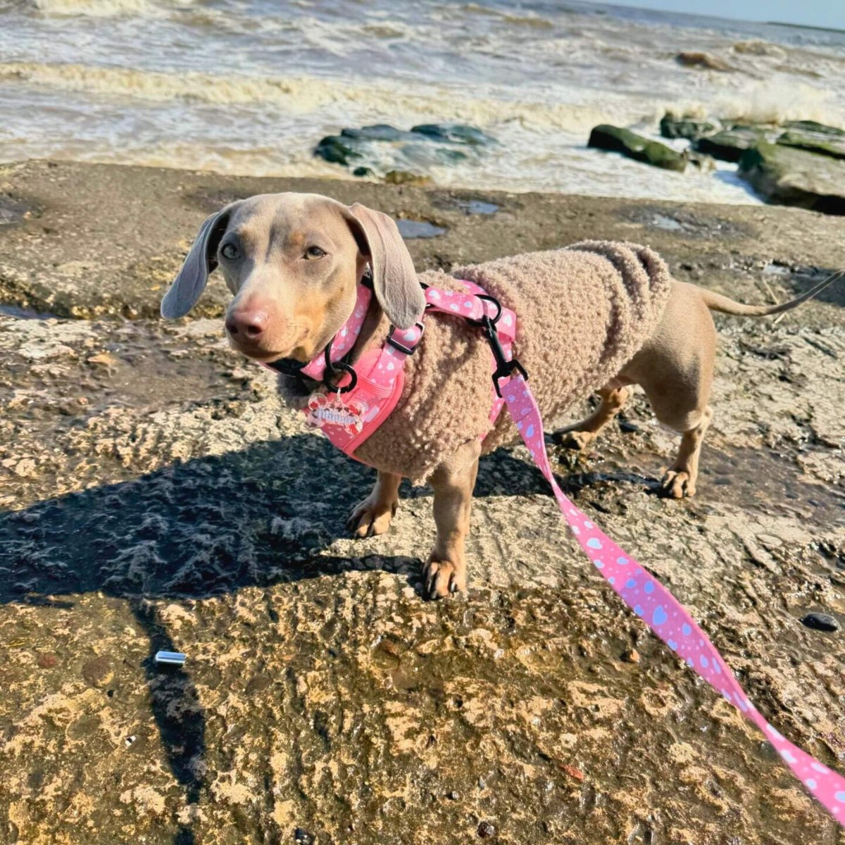 Peachy Hearts Dog Harness and Lead - Pupclub Couture