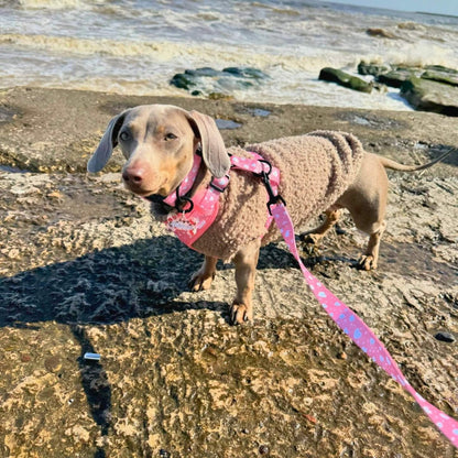 Peachy Hearts Dog Harness and Lead - Pupclub Couture