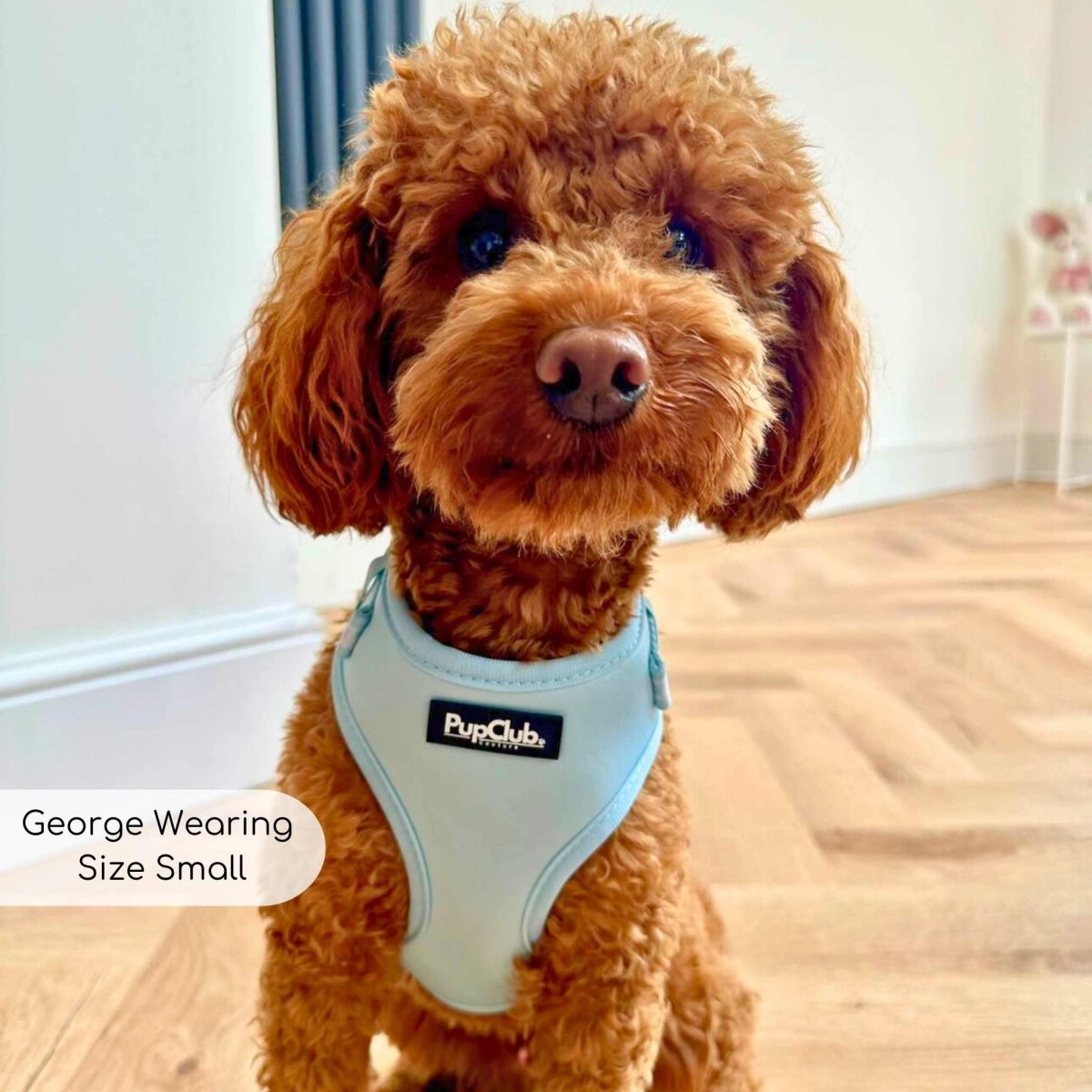 Poodle wearing pastel blue adjustable dog harness Pupclub Couture