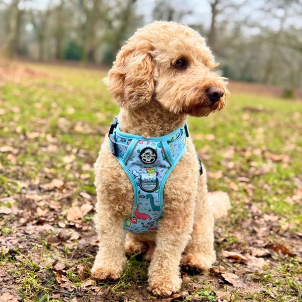 Poodle wearing Rugged Rover Dog Harness - Jurassic Party - Pupclub Couture