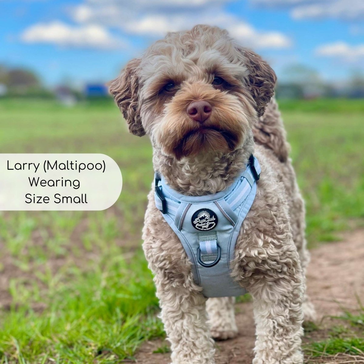 Maltipoo wearing Rugged Rover Dog Harness - Pastel Blue - Pupclub Couture