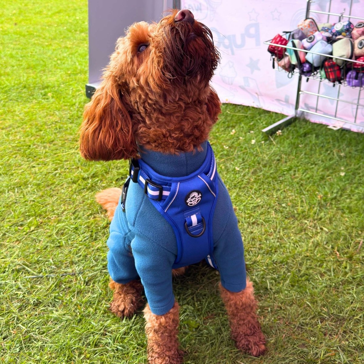 Rugged Rover™ No Pull Dog Harness - Royal Blue - PupClub Couture
