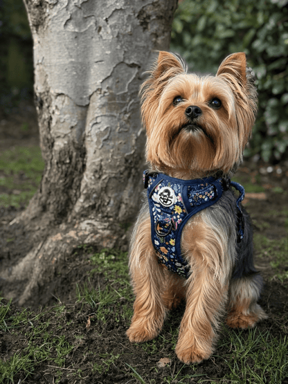 Yorkshire terrier wearing summer meadow no pull dog harness from Pupclub couture