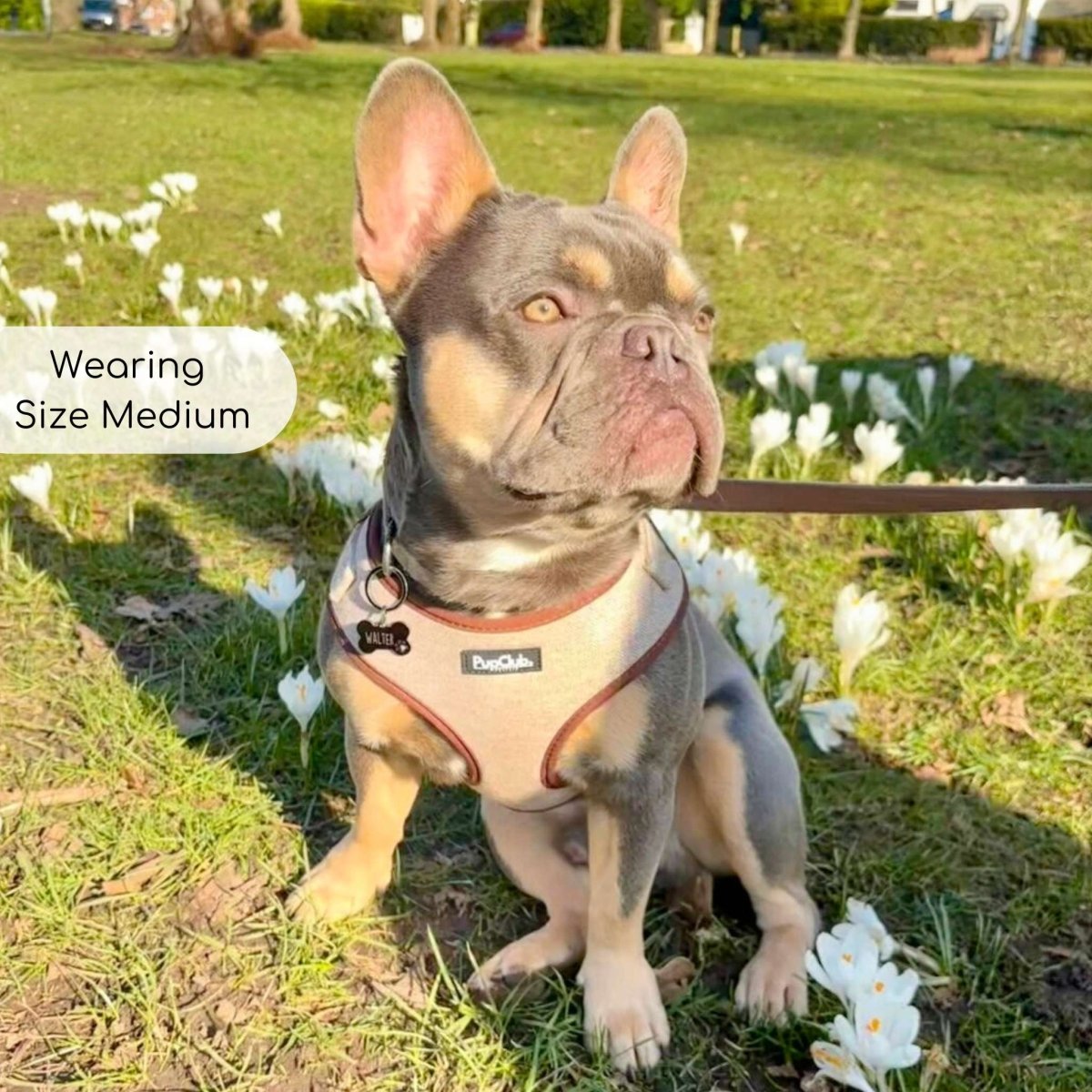 Adjustable Dog Harness - Brown Tweed - Pupclub Couture