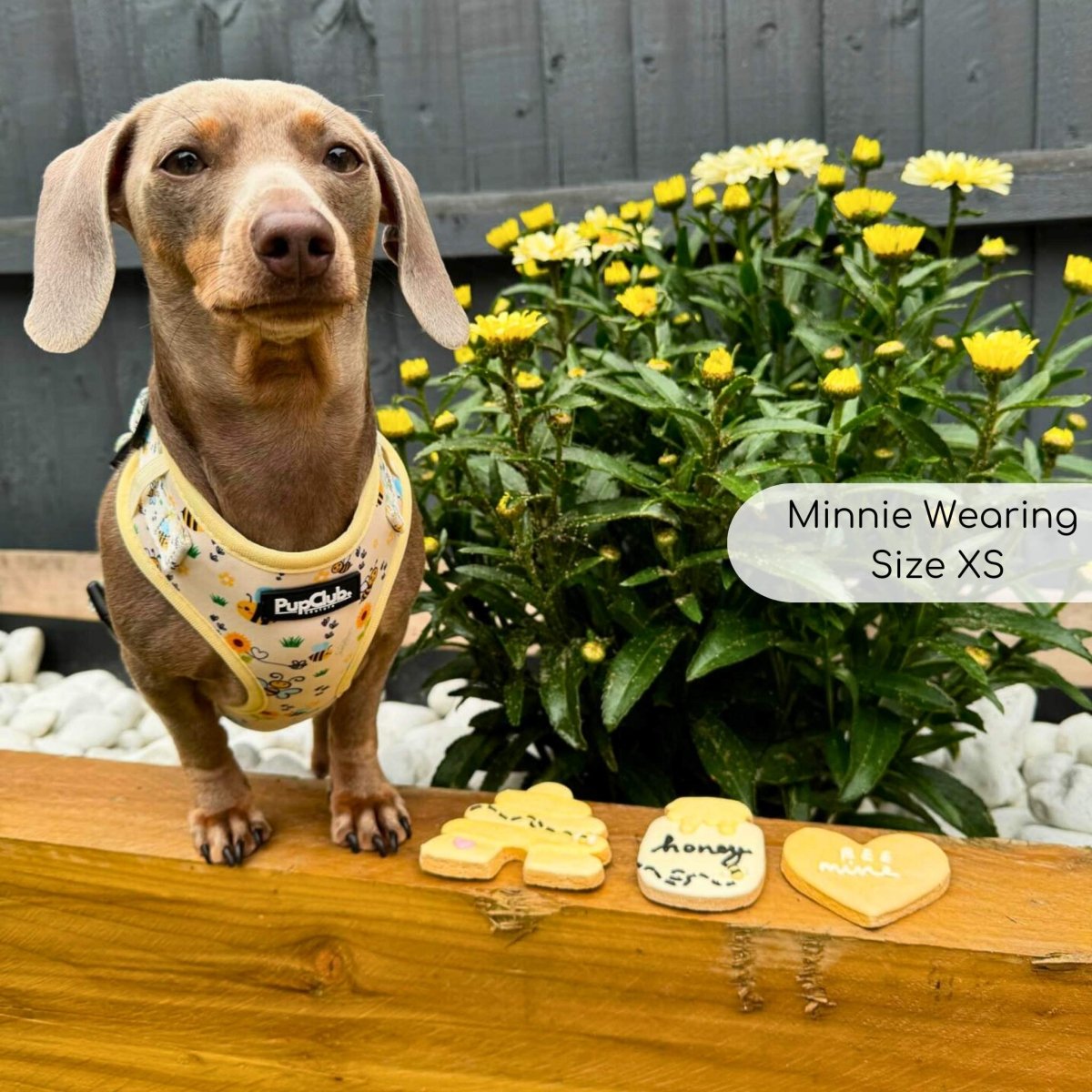 Dog at the park wearing Bee-utiful summer harness