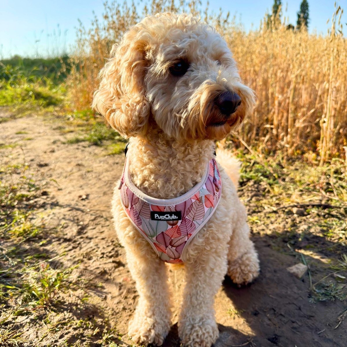 Autumn Breeze - Adjustable Dog Harness -cavapoo - PupClub couture