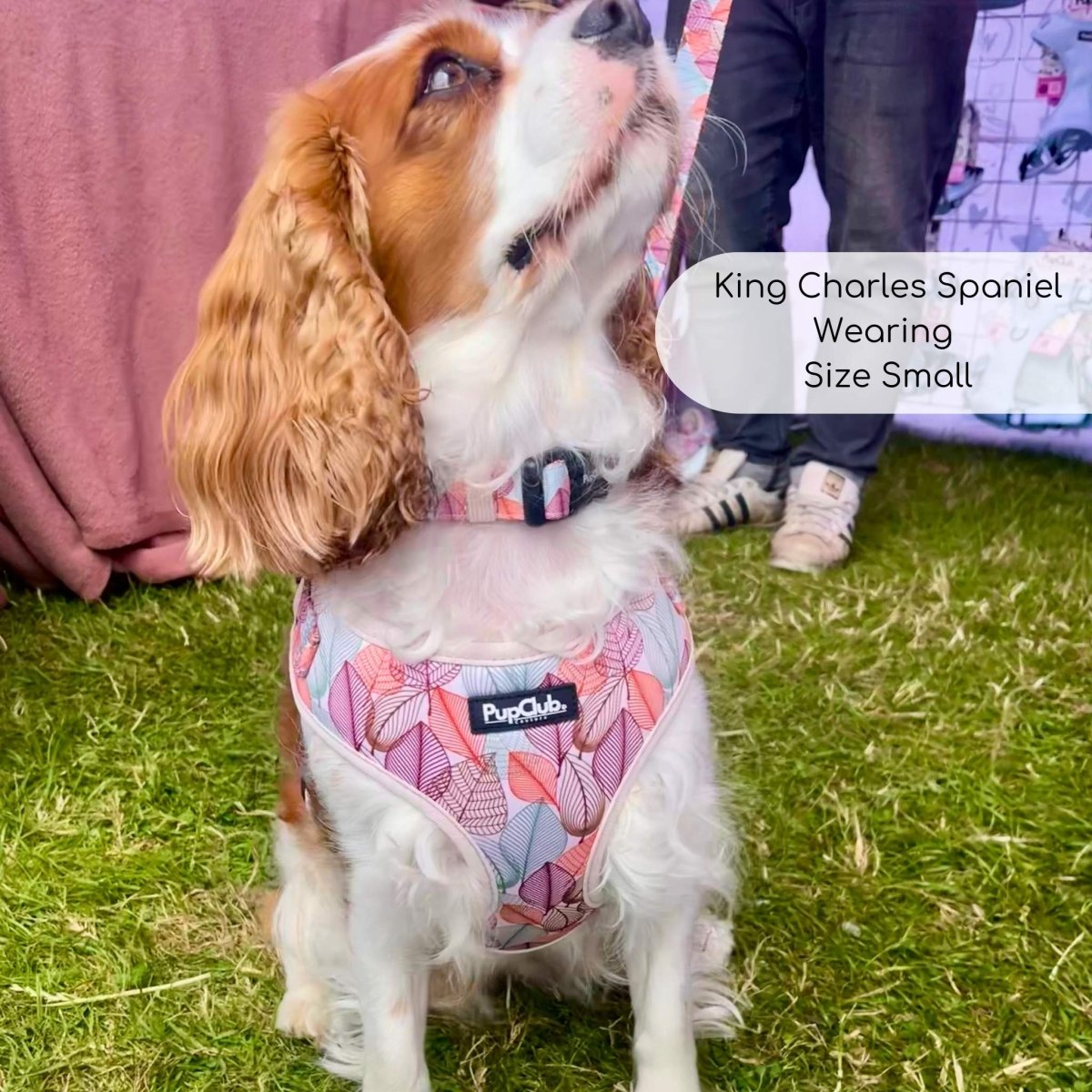 King Charles Spaniel wearing adjustable dog harness - autumn breeze - pupclub couture