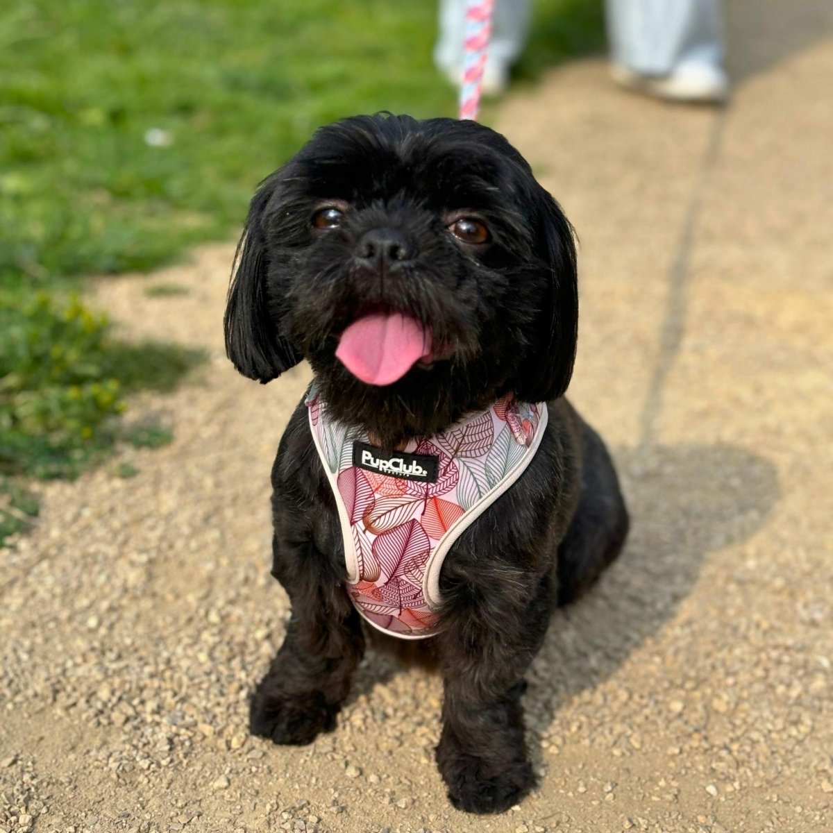 autumn Breeze - Adjustable Dog Harness - PupClub couture