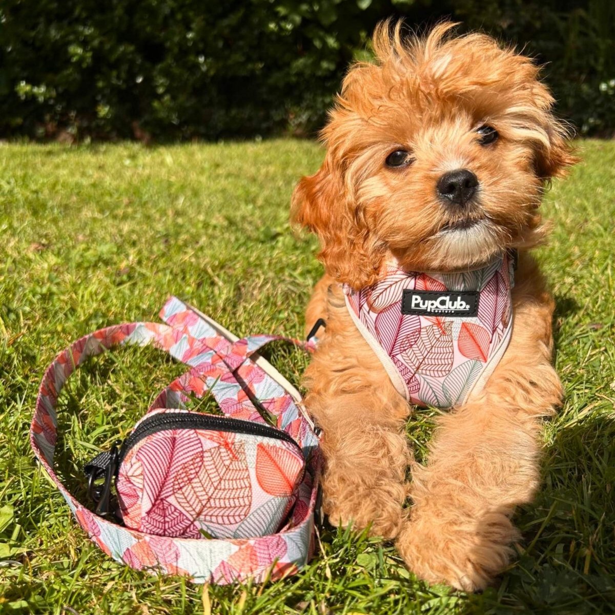 Adjustable Dog Harness - autumn Breeze - PupClub couture