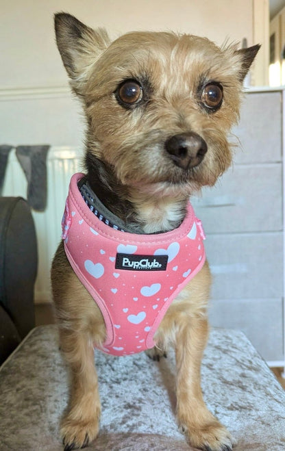 Small dog wearing adjustable dog harness - peachy Hearts - Pupclub Couture