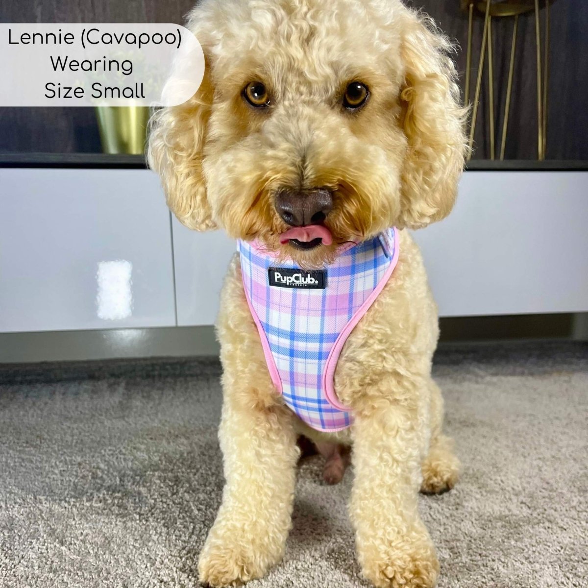 Cavapoo wearing Adjustable Dog Harness - Pink Tartan - Pupclub Couture
