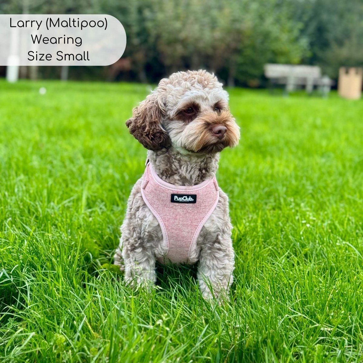 Maltipoo wearing Adjustable dog harness - pink tweed - Pupclub Couture