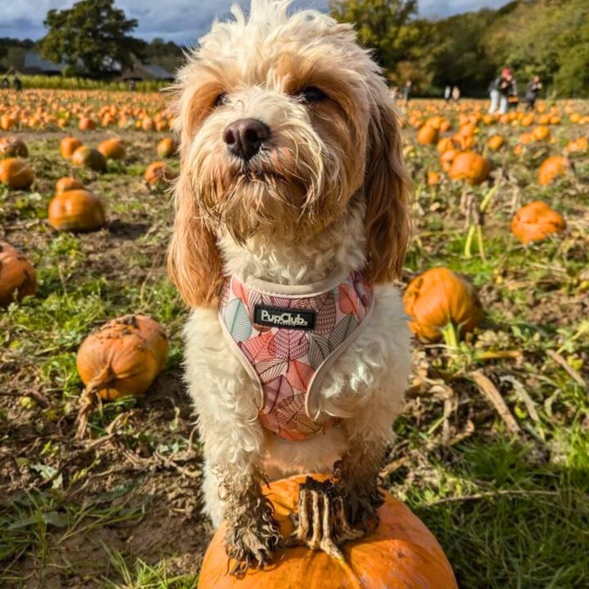 Adjustable Dog Harness - autumn Breeze - PupClub couture