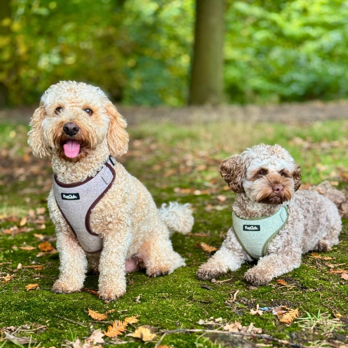 Poodles wearing adjustable dog harness - tweed green & Tweed Brown - Pupclub Couture