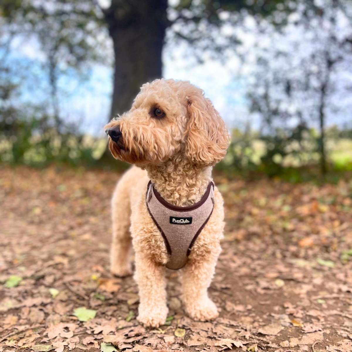 Cavapoo wearing adjustable dog harness - tweed Brown - Pupclub Couture