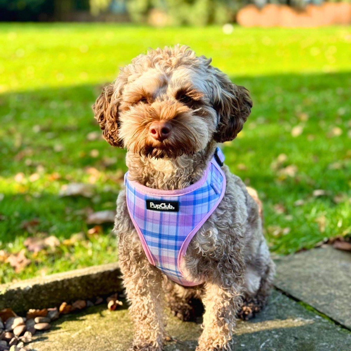maltipoo wearing Adjustable Dog Harness - Pink Tartan - Pupclub Couture