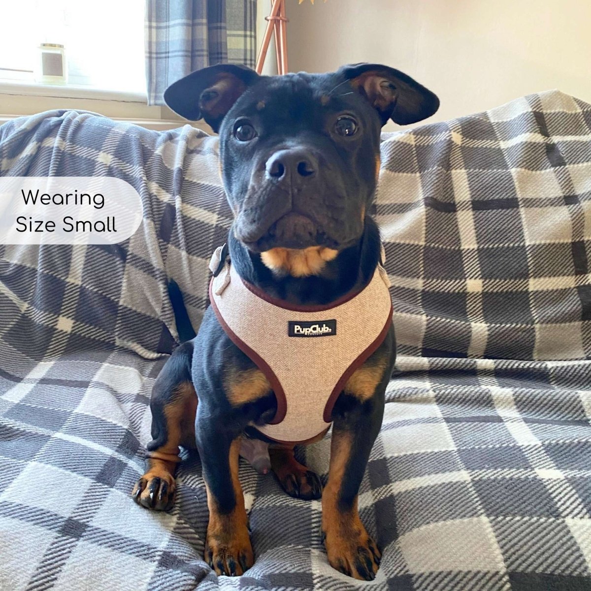 Adjustable Dog Harness - Brown Tweed - Pupclub Couture
