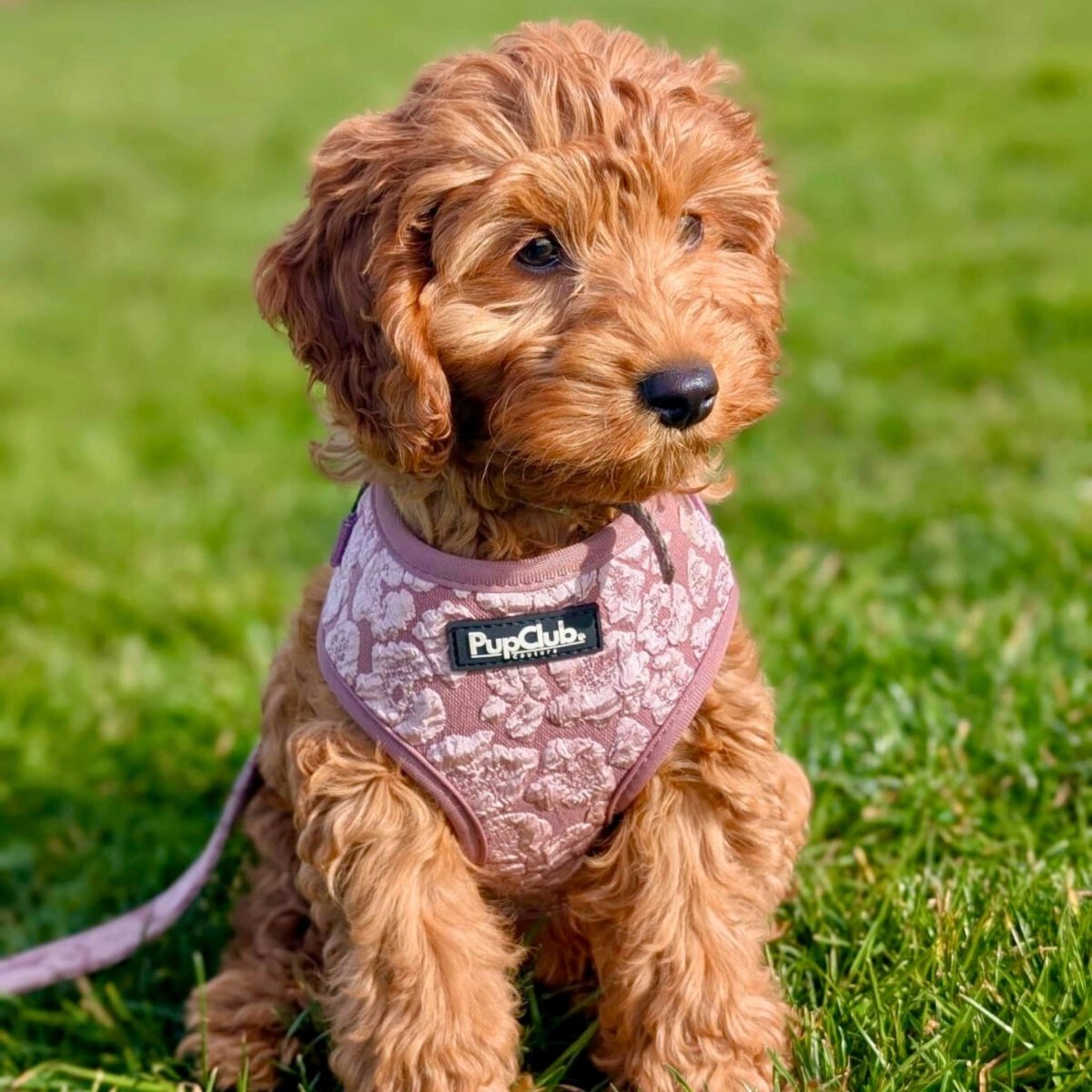 adjustable dog harness - LUXE Mocha Petals - pupclub couture