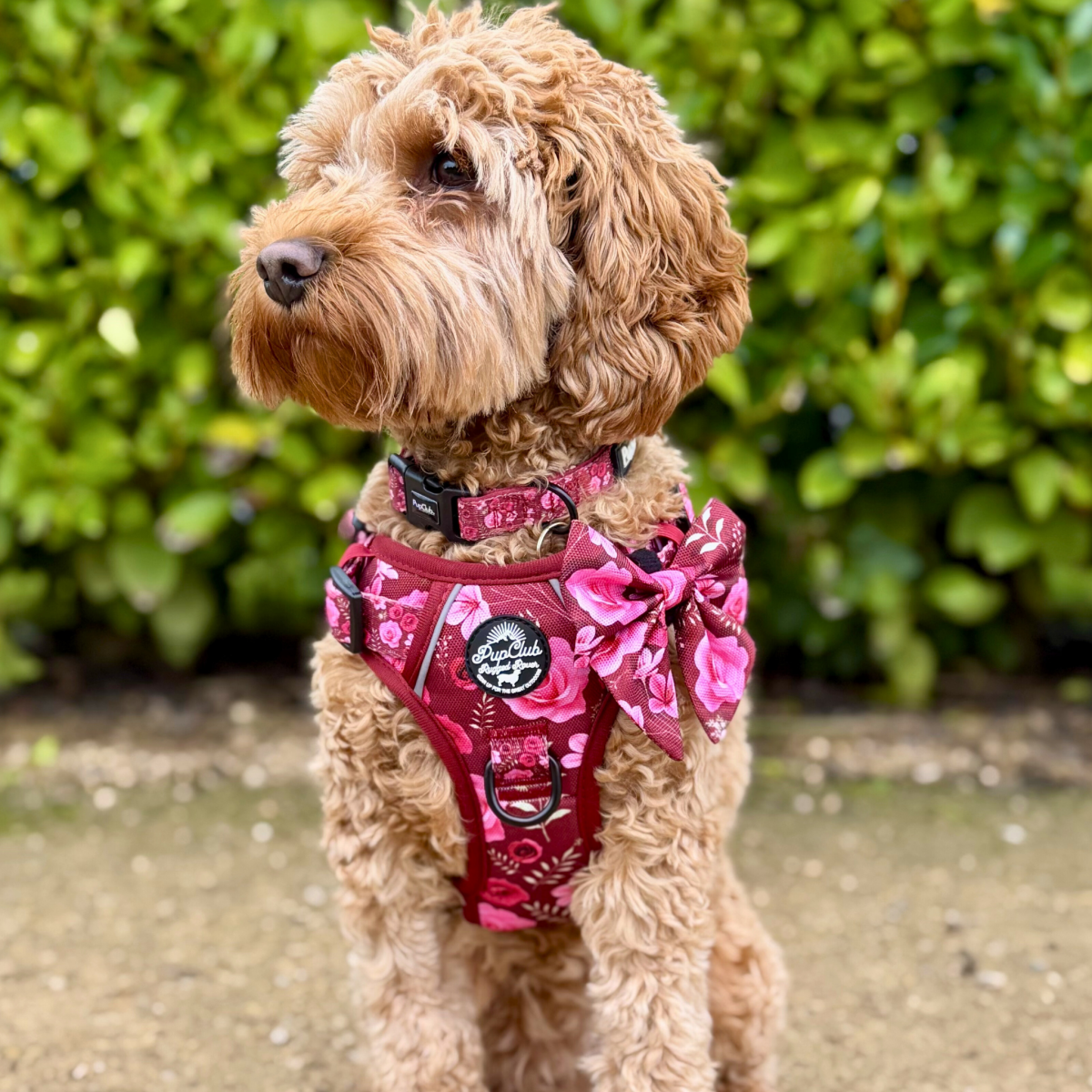 Dog Wearing Bow Tie - Burgundy Bloom - Pupclub Couture