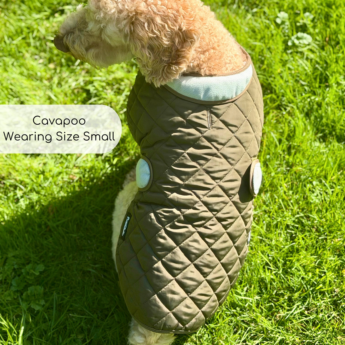 A small curly-haired dog standing on green grass wearing a quilted pet coat in olive green with light green tweed trim.