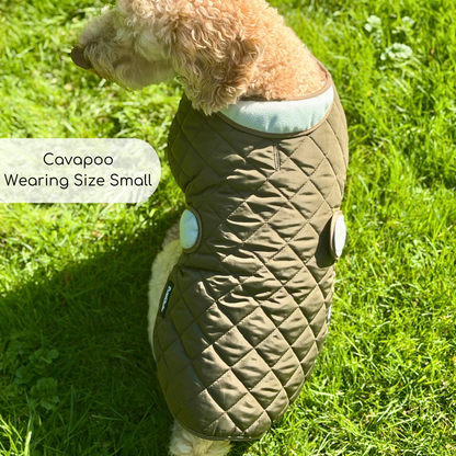 A small curly-haired dog standing on green grass wearing a quilted pet coat in olive green with light green tweed trim.