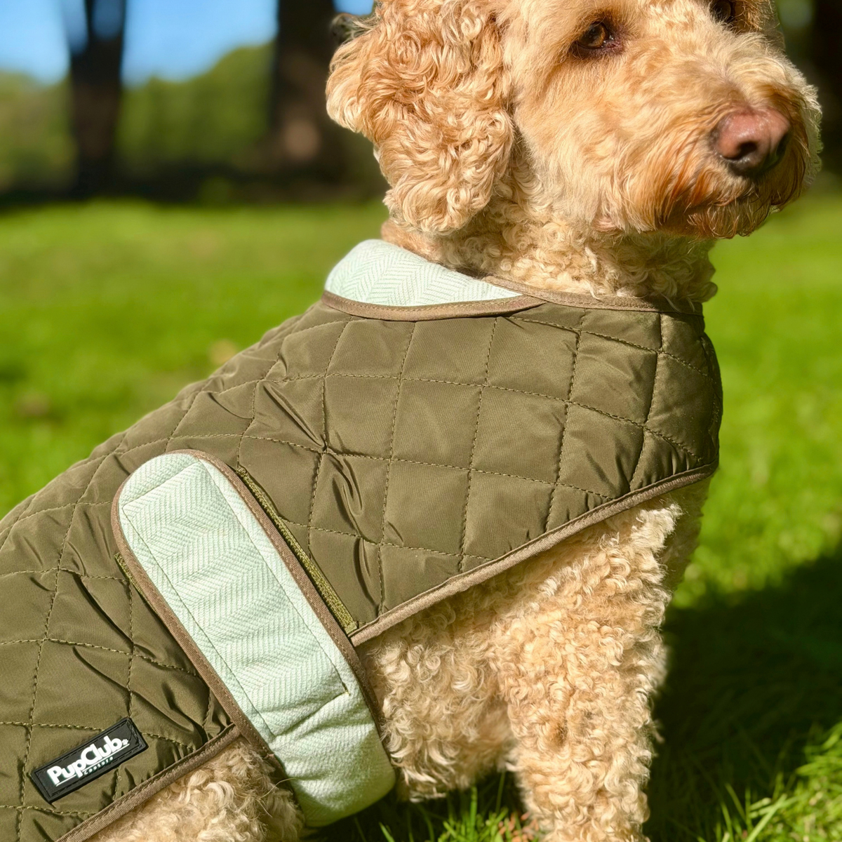 A light-colored curly-haired dog wearing an olive green quilted dog jacket with pale green mesh lining, sitting on a green grassy lawn outdoors.