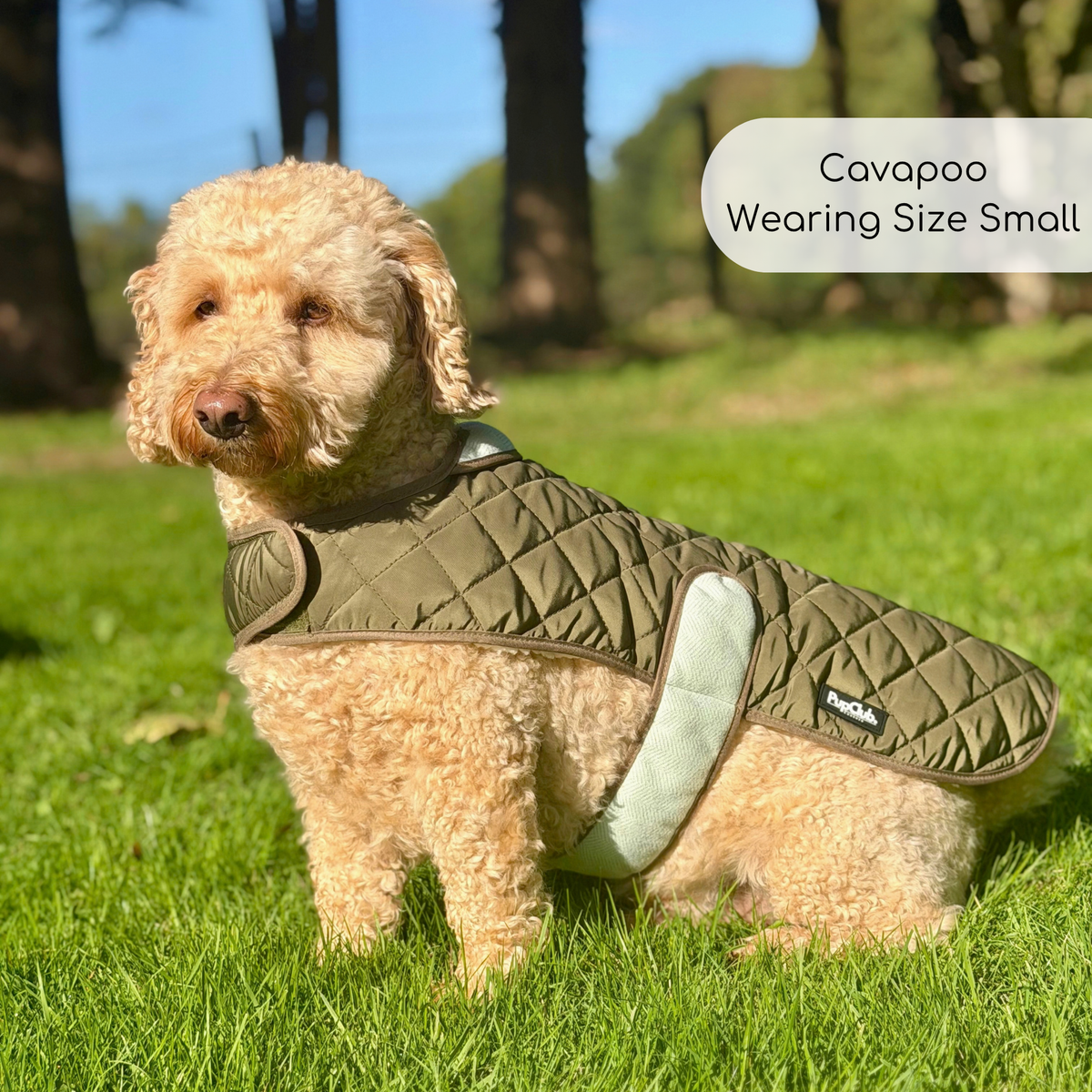 Poodle dog wearing Quilted Dog Coat - Khaki Tweed - Pupclub Couture
