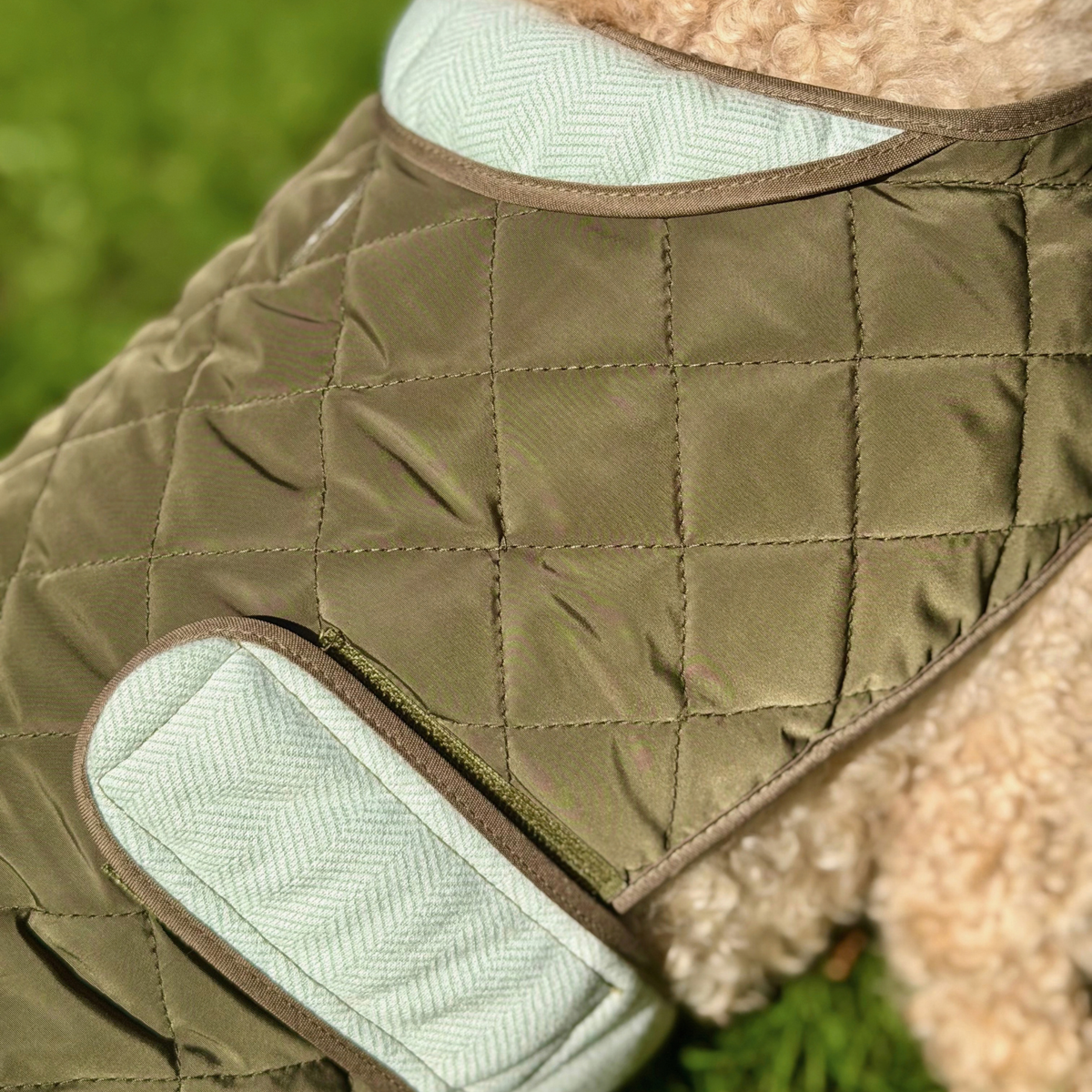 Close-up of a quilted dog jacket in olive green with pale sage green and brown trim, shown on a fluffy light brown dog outdoors on grass.