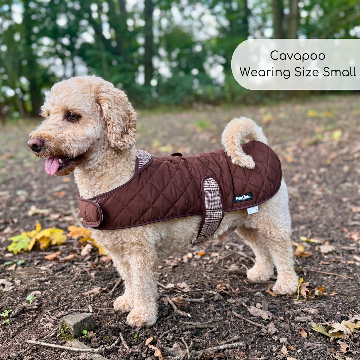 Cavapoo dog wearing Quilted Dog Coat - Foxbury Plaid - Pupclub Couture