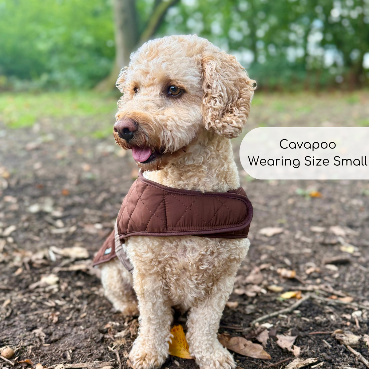 Poodle Dog Wearing Quilted Dog Coat - Foxbury Plaid - Pupclub Couture