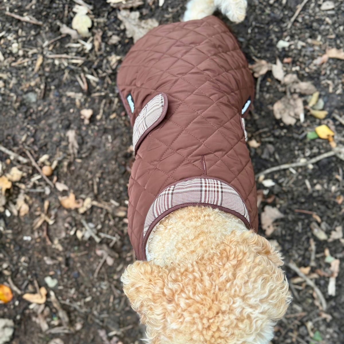 Dog Wearing Quilted Dog Coat - Foxbury Plaid - Pupclub Couture