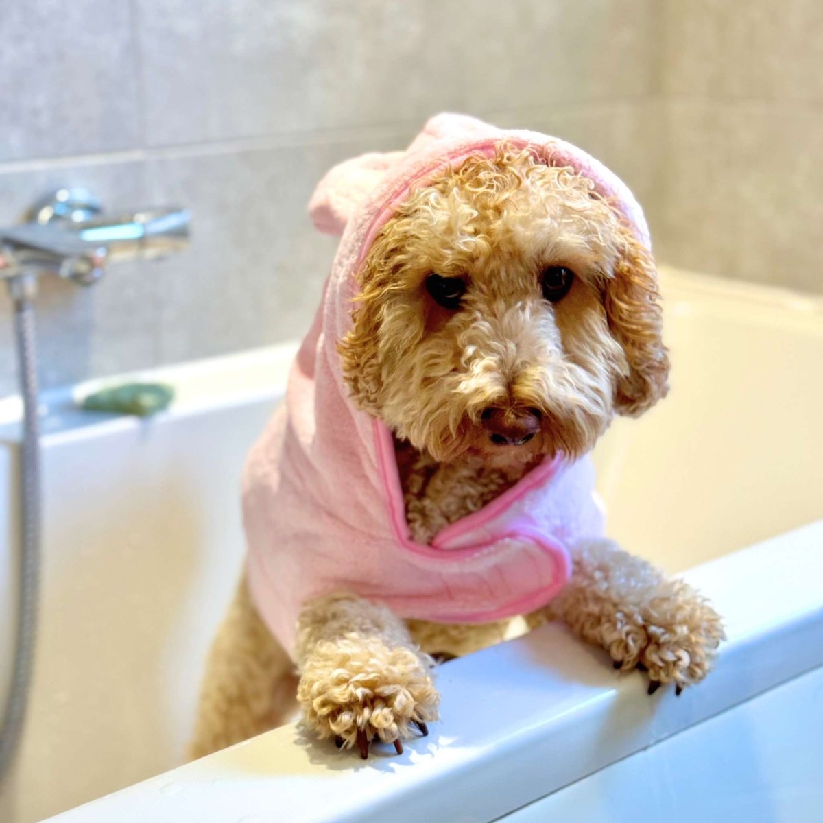 Dog in the bath wearing Drying Robe - Pink - Pupclub Couture