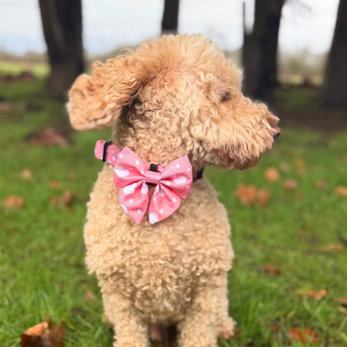 Dog Bows - Peachy Hearts - Pupclub Couture