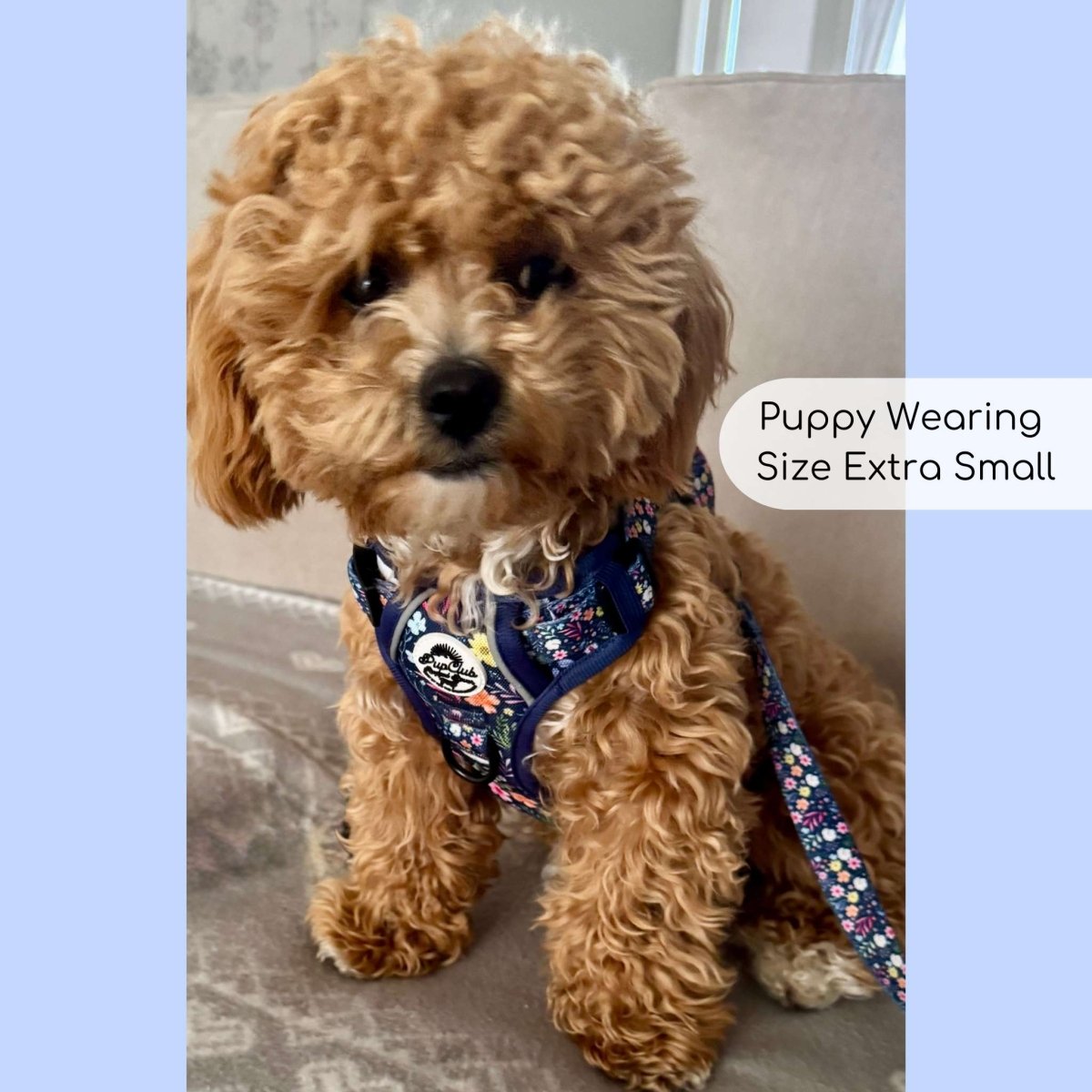 Puppy wearing Rugged Rover Dog Harness - Summer Meadow - PupClub Couture
