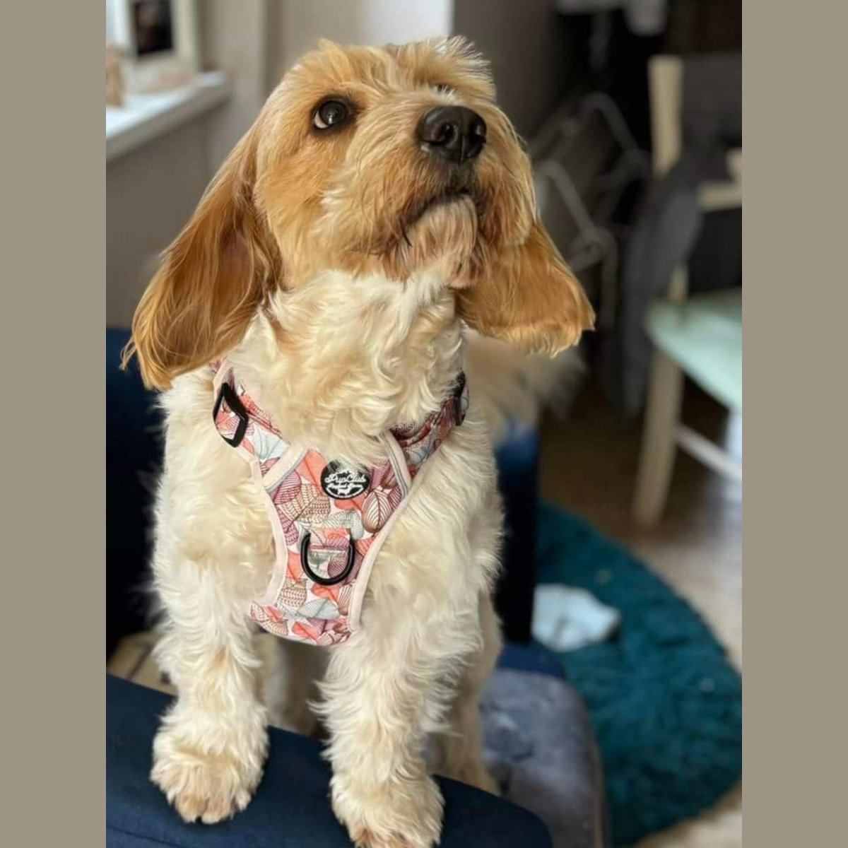rugged rover dog harness - autumn breeze - PupClub Couture