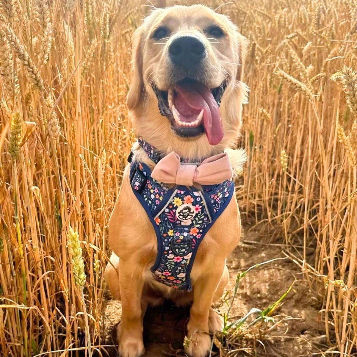 Labrador Dog wearing Summer Meadow Rugged Rover dog Harness - PupClub Couture