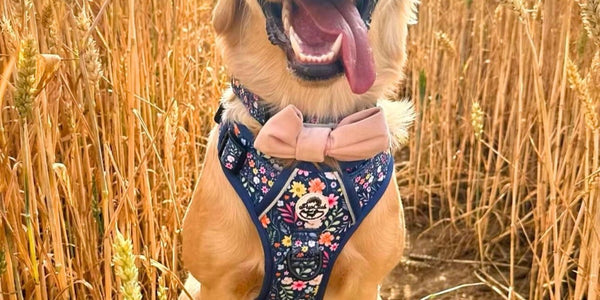 Spring/Summer Collection