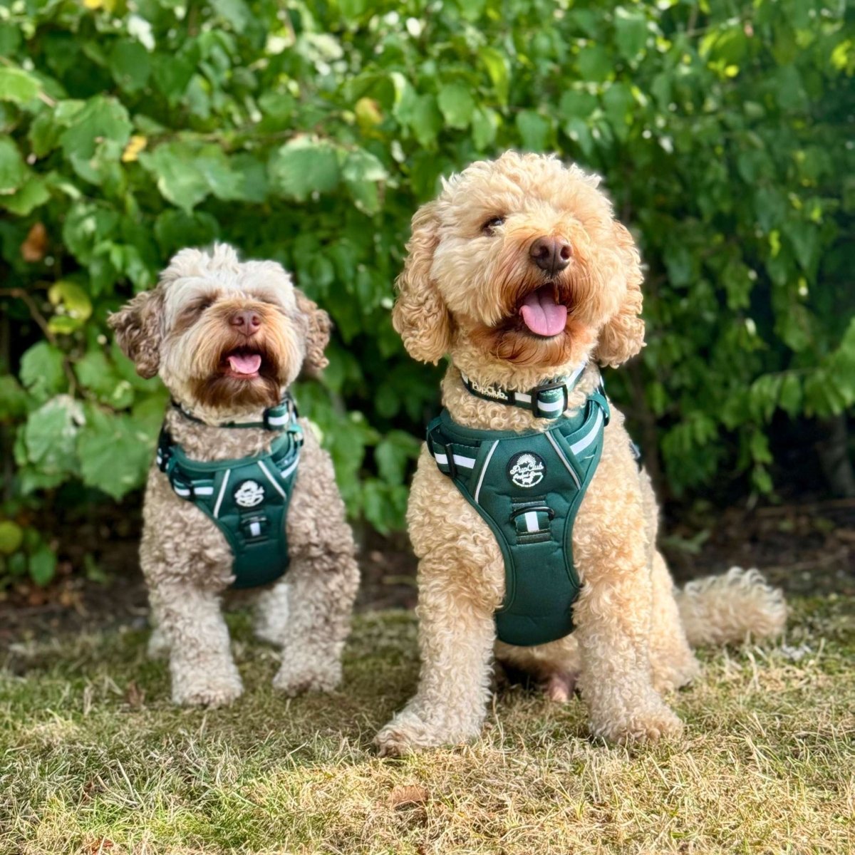 Dogs wearing Rugged Rover Dog Harness - Forest Green - Pupclub Couture