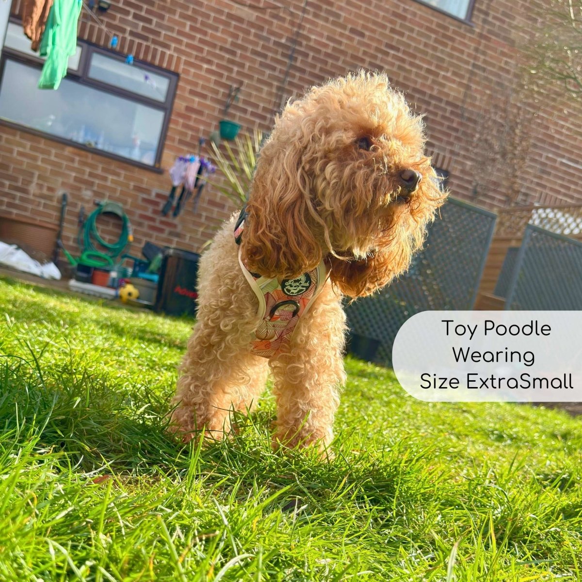 Toy Poodle wearing Rugged Rover Dog Harness - Autumn Breeze - Pupclub Couture
