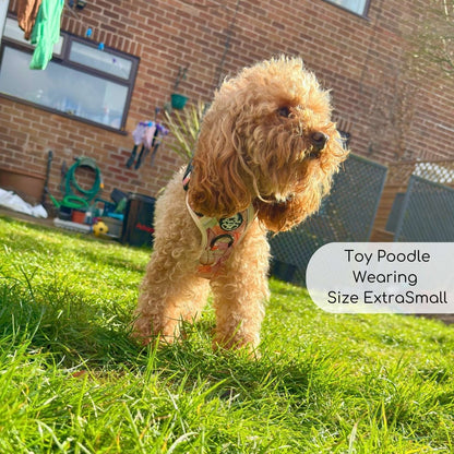Toy Poodle wearing Rugged Rover Dog Harness - Autumn Breeze - Pupclub Couture